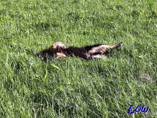 3.8.2025 - Hier wird gew&auml;lzt